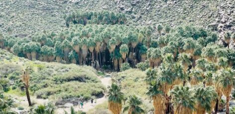 Palm Springs oasis hike