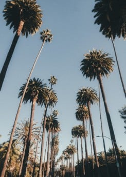 Palm Springs palm trees