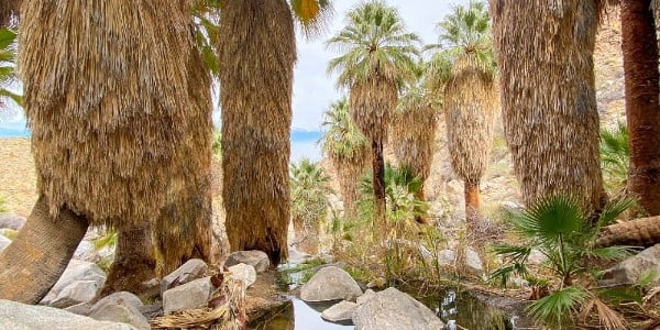 View of palm trees on hiking trail