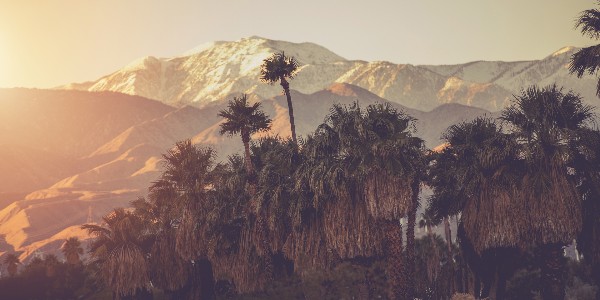 Palm trees with snow mountains in background