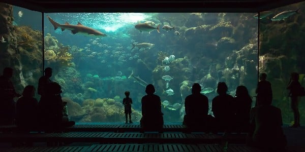 Visitors looking into the shark and fish tank at The Florida Aquarium, Tampa Bay, Florida